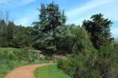 Blue pine and Monterey Pine in English Camp.