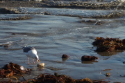 A seagull tries to get its beak around a sea cucumber.