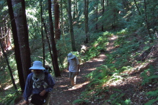 The trail makes its way up fern-covered slopes under redwood and fir trees.