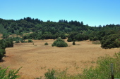 Locatelli Ranch grassland