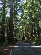 Old growth redwoods line the highway through the park.