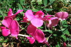 Bright Hyacinth Bean flower