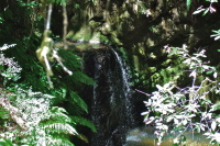 Waterfall on Jones Creek