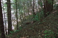 An old logging road can be seen leading off to the left.