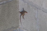 Lizard resting on the cool cinder blocks of the utility shack on Chalk Mountain. (1609ft)