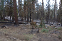 Typical forest burn along Tioga Road