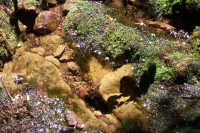 The trail crosses a small brook with remarkably clear pools.
