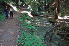 Here the trail is easy as it runs alongside a gently-flowing creek.