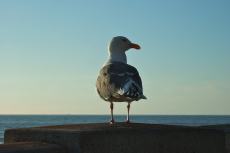 The seagull enjoys the setting sun.