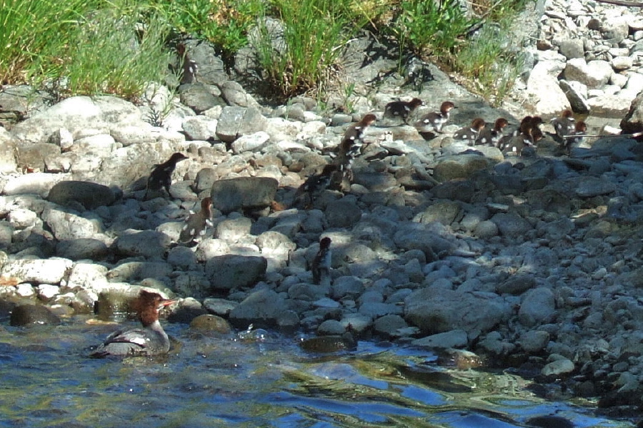 Common Merganser (mom) quacks loudly while her ducklings (all 16+ of them) scurry for cover.