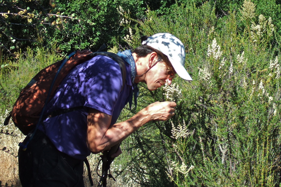 Bill P. sniffs for a characteristic scent on the chamise blossom.