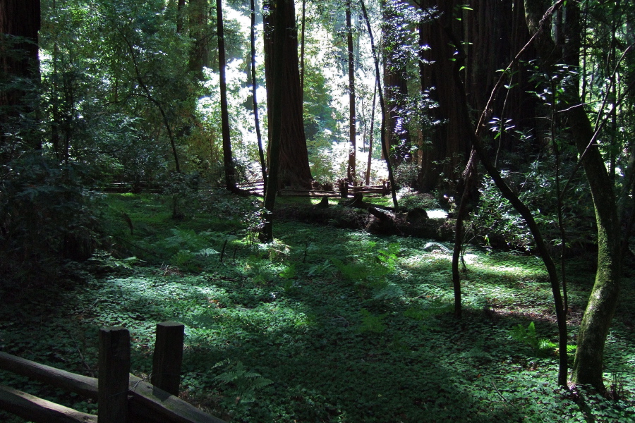 Old Growth Forest at Henry Cowell Redwoods