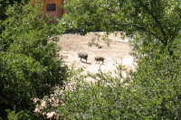 Wild pigs at Garcia Rancho. (800ft)