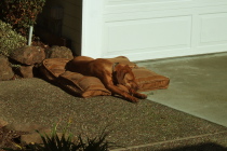 Jack rests on his nest in the sun