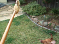 Video: Jack plays with the whisk broom. (1)