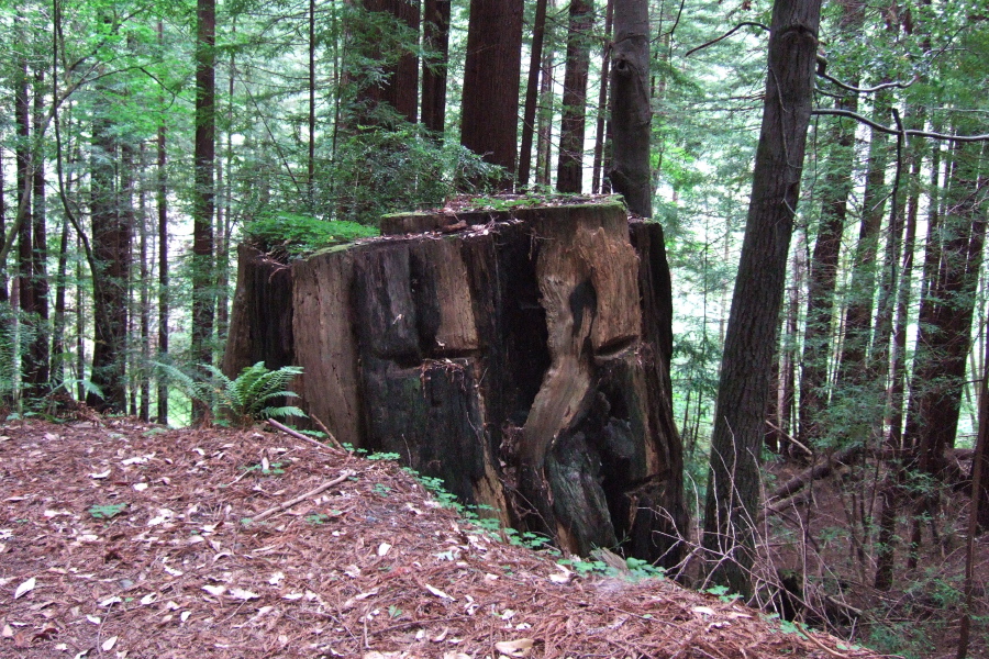 An old stump on Old Haul Road