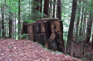 An old stump on Old Haul Road