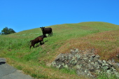 One young steer stumbles up the hill to get away from the strange things on the road