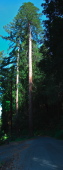 Tall redwood tree on Fort Ross Rd. near Cazadero.