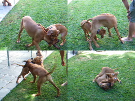 Kumba and Ellie play.