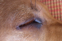 Kumba's orange eye lashes, close-up.