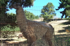 This Alpaca trotted over the the fence when I stopped alongside.