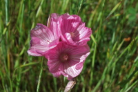Sidalcea malvaeflora (Checkerbloom)