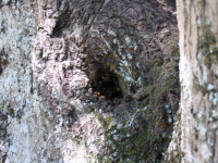 Bee hive in an old oak tree