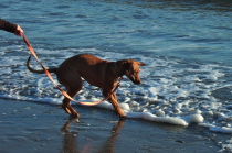 Jack jumps away from the hissing surf.