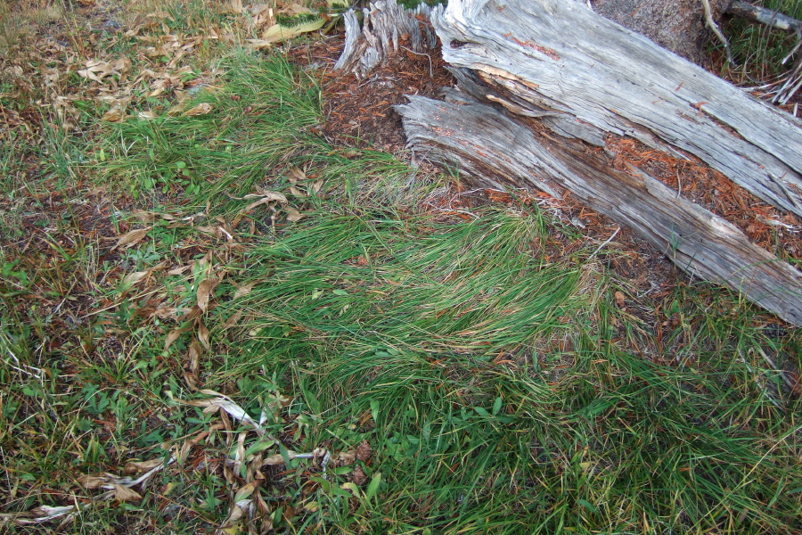 Grass matted and pressed, a tell-tale sign of a bear's lair