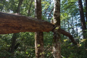 Fallen tree wedged between two big leaf maple trees