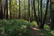 David stands next to a large tanoak tree in a forest of small tanoaks, large tanoaks, and redwoods.