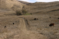 Cattle along the Peak Meadow Trail (900ft)