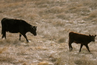 Cow and Calf (1200ft)