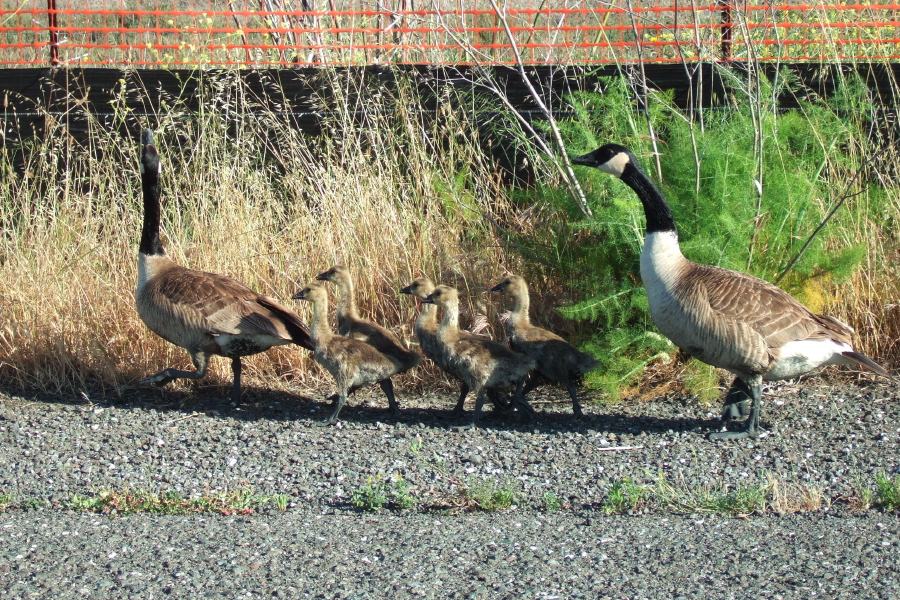 Canada Geese and five goslings eye me warily as I ride by on Marshlands Road.