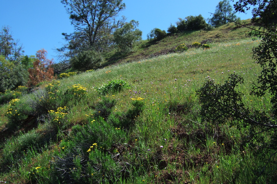 Typical north slope meadow covered with wildflowers