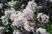 A slightly off-white ceanothus alongside the trail.