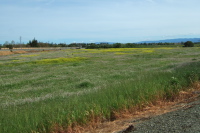 Mustard and grasses blooming in an untended field.