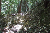 More fallen trees on the trail.