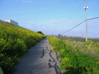 Castroville bike path getting overgrown. (1)