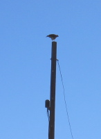 Hawk pooping on a pole