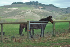 A horse and pony stand at a gate watching the world go by.