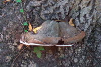 Interesting fungus attached to an oak tree.