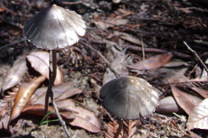 Curiously pleated mushrooms with thin stalks