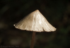 Pleated mushroom up-close