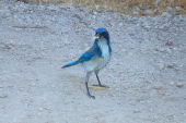 This smart scrub jay knows where to find easy food.