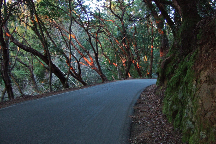 Sunset strikes the trunks of the madrone trees on Skyline Blvd.