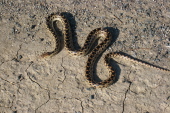 Gopher snake found on the shoulder of CA25 near Paicines.