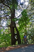 Steve at the Embracing Trees (Oak and Fir) on Tunitas Creek Road