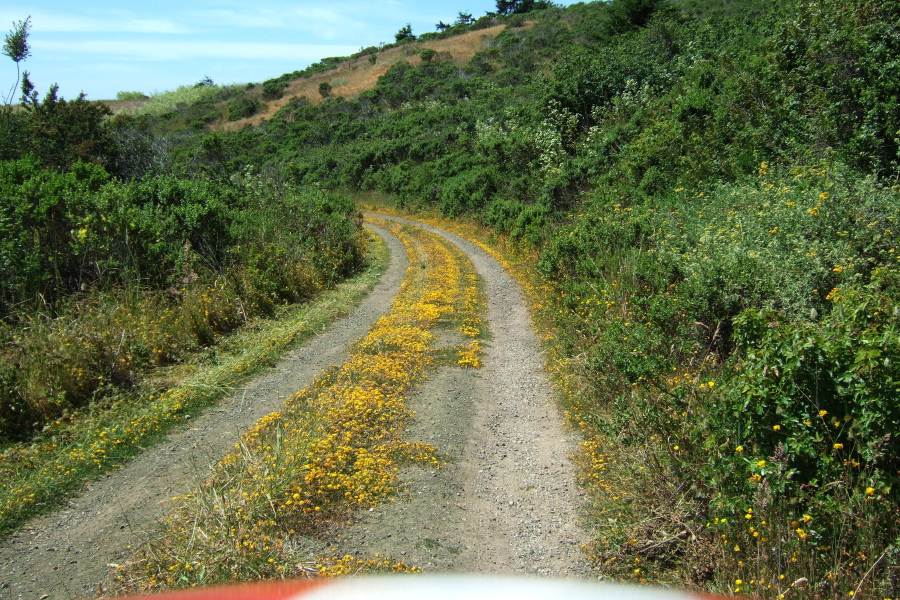 Birdsfoot trefoil accents the dual-track.